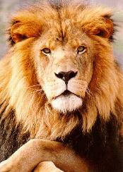 Aslan in The Chronicles of Narnia by C.S. Lewis, Meaning & Role